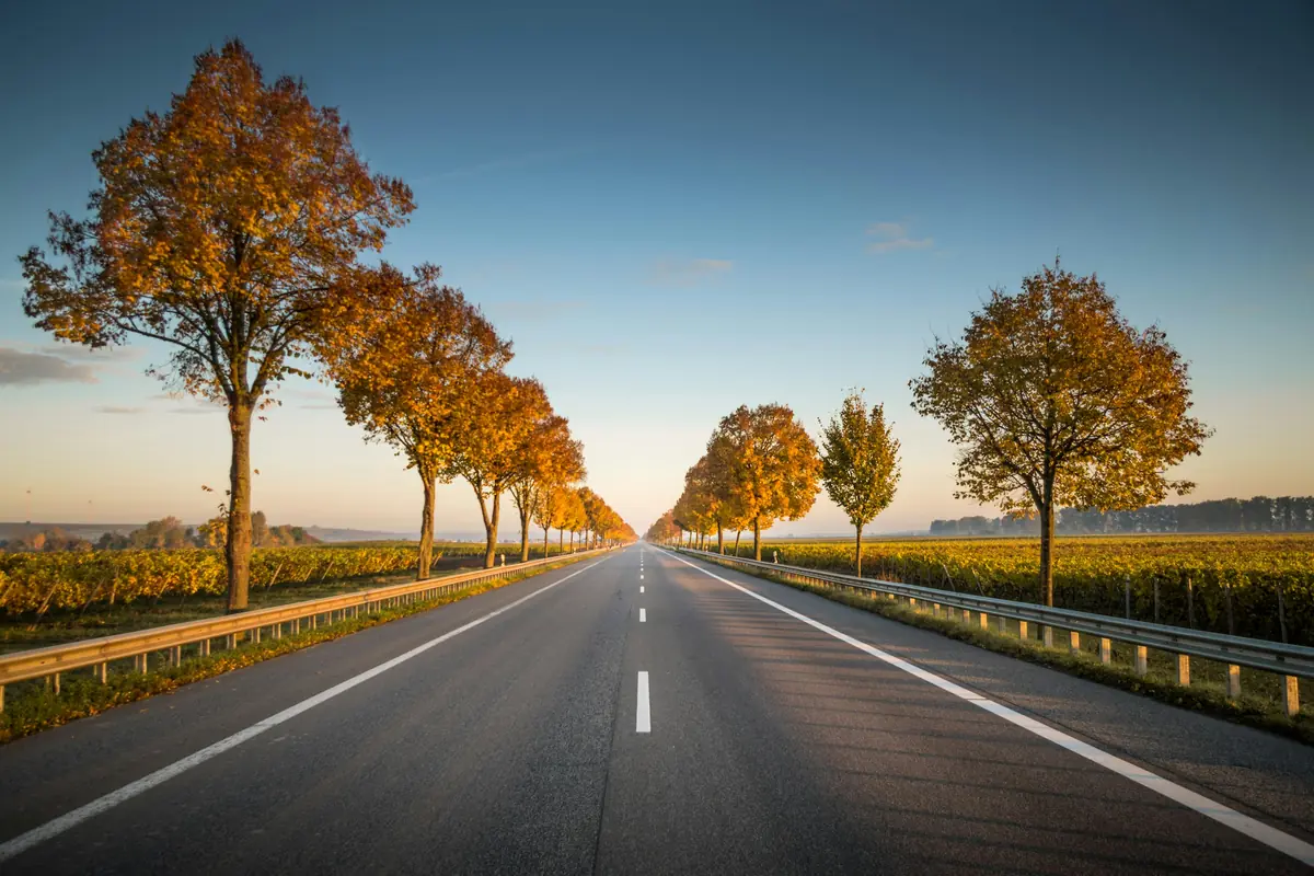 A straight road running between lines of autumn trees.